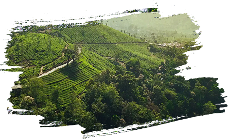 Green Landscape