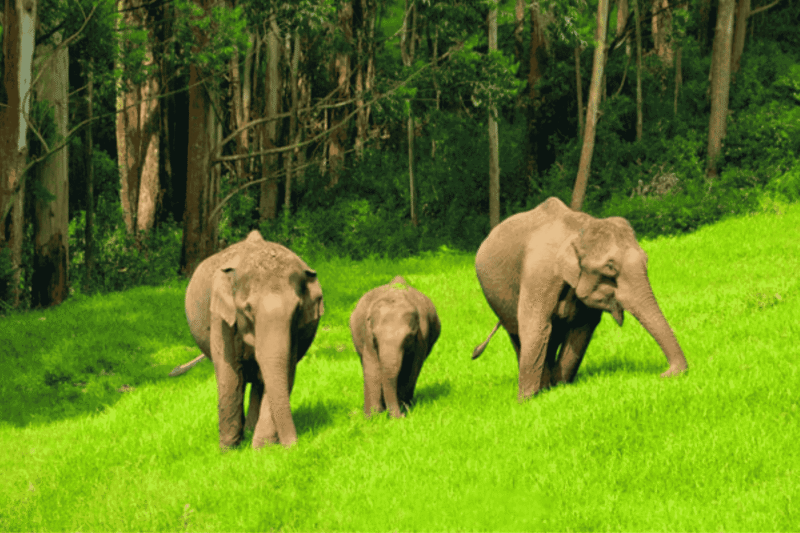Thekkady – Gavi