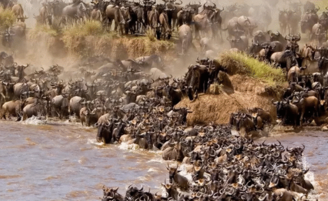 BEstination Holidays The Great Migration Safari Kenya Tanzania