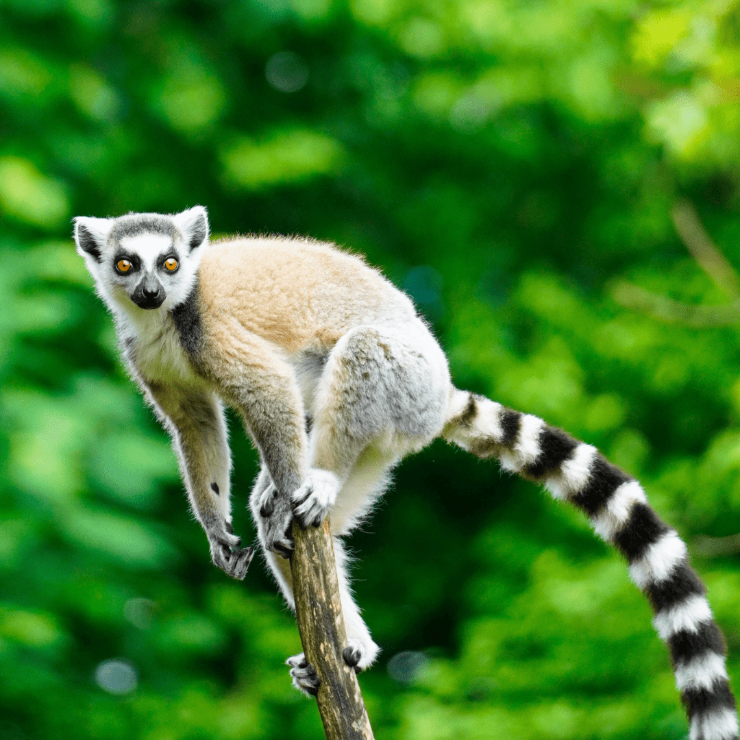Madagascar Tour by Bestination Holidays