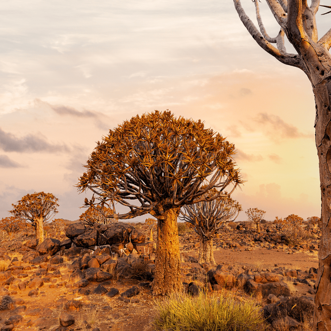 Madagascar Tour by Bestination Holidays
