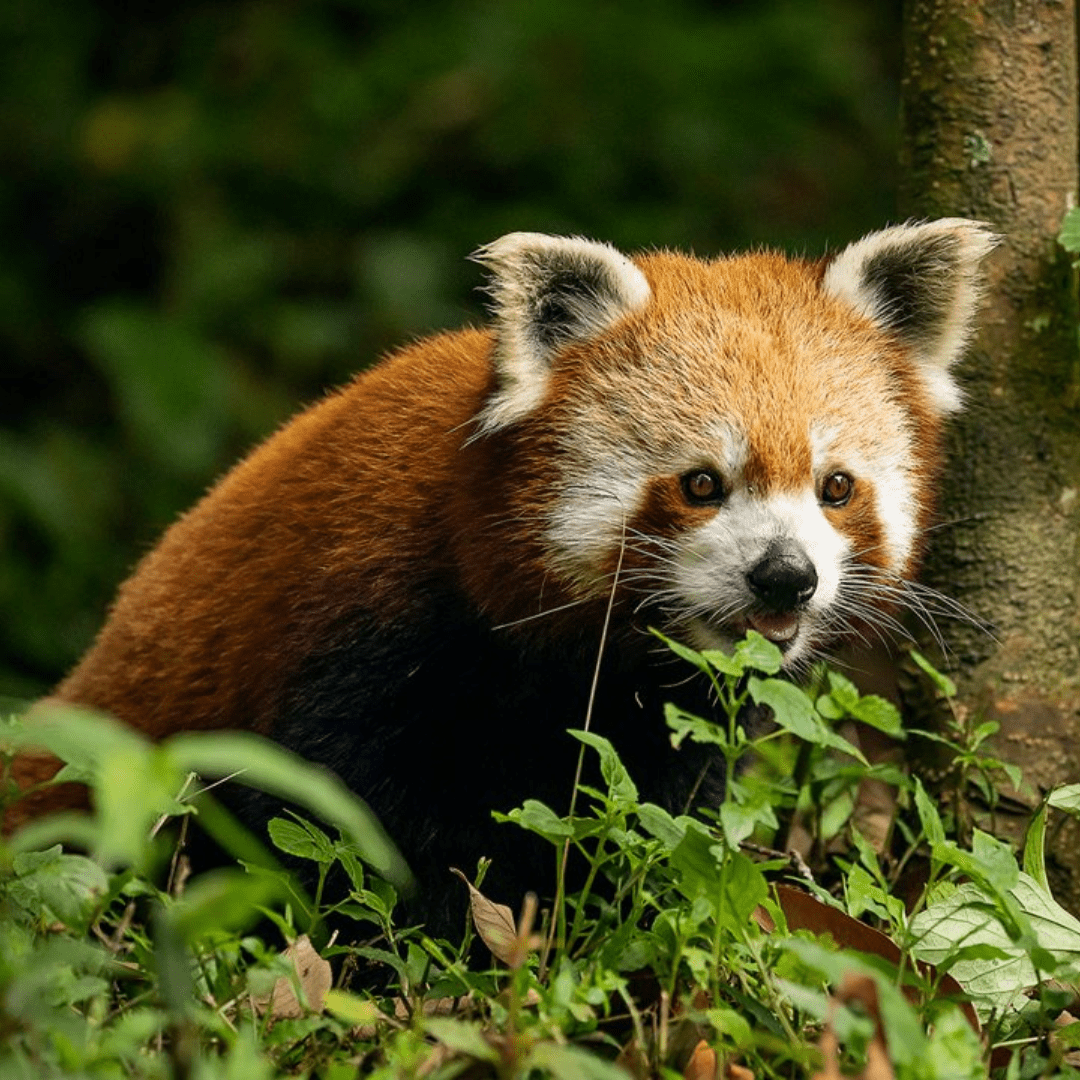 Sikkim-Gangtok-Darjeeling-tour-bestination-holidays-03