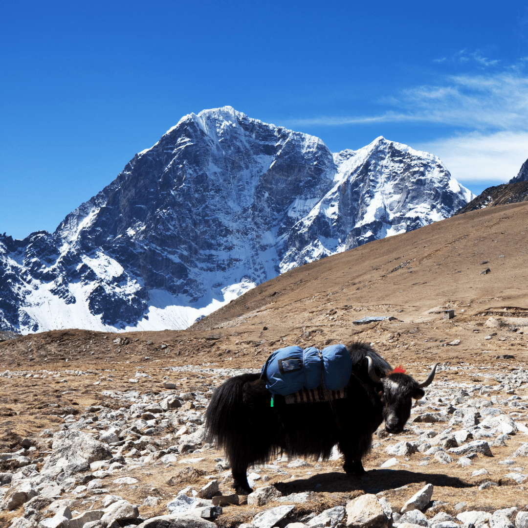 Sikkim-Gangtok-Darjeeling-tour-bestination-holidays