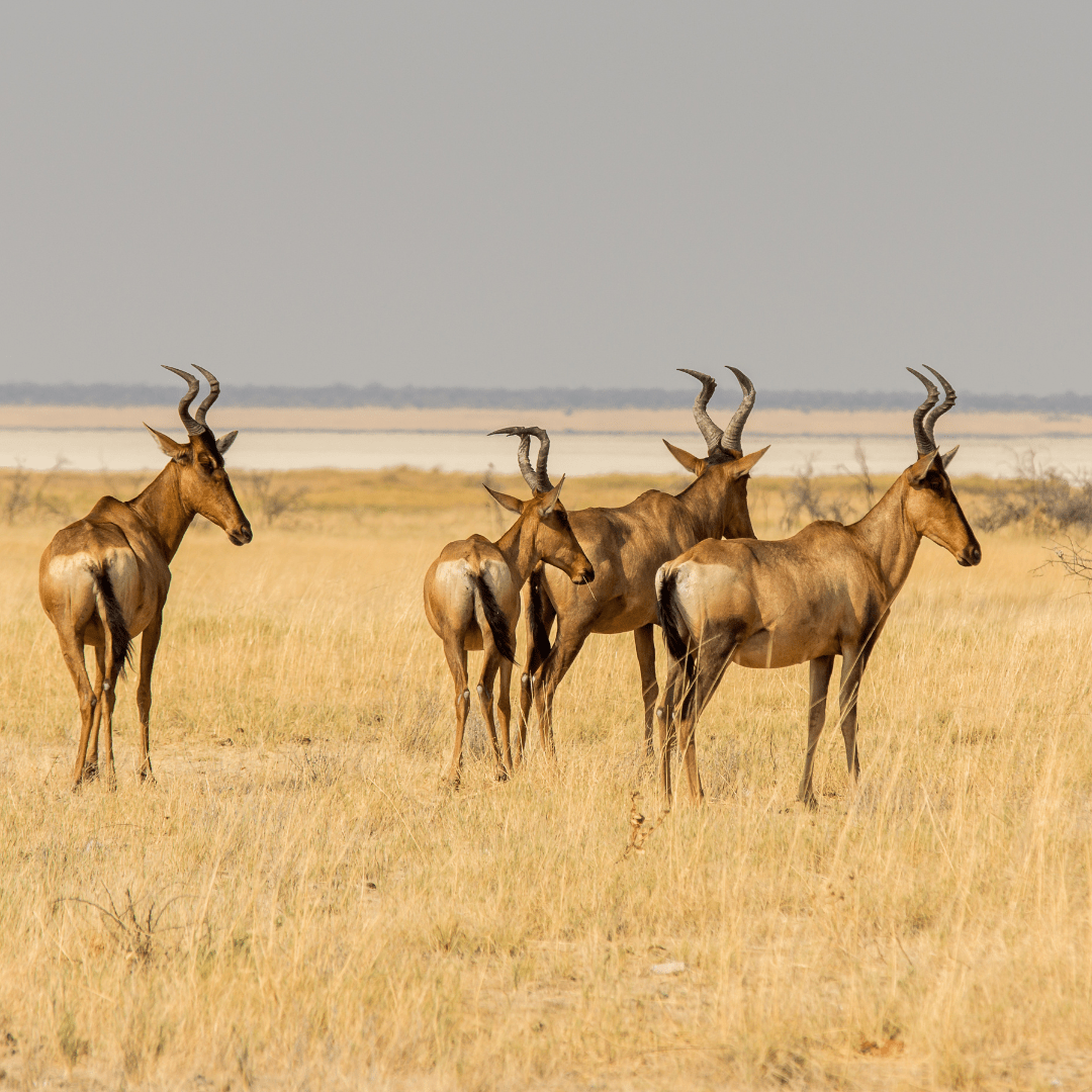 African with Namib Desert Tour by Bestination Holidays