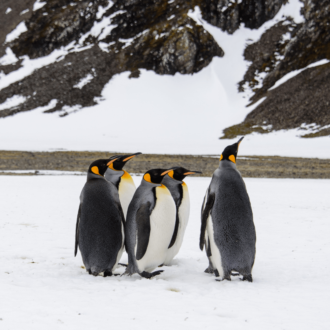 Antartica Continent Tours by Bestination Holidays