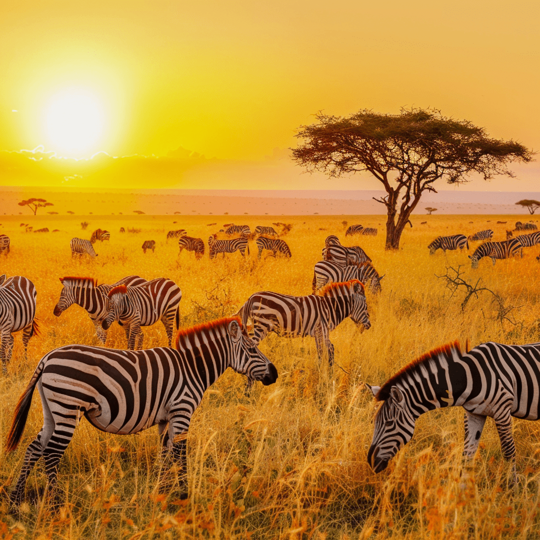 Kenya Visa by Bestination Holidays