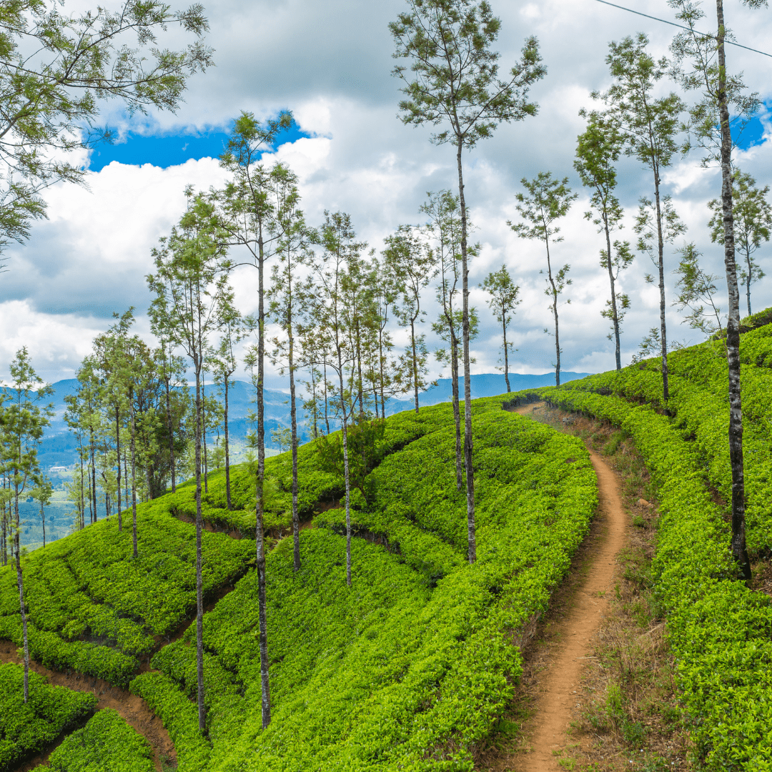 Thekkady, Gavi and Kambam Tour by Bestination Holidays