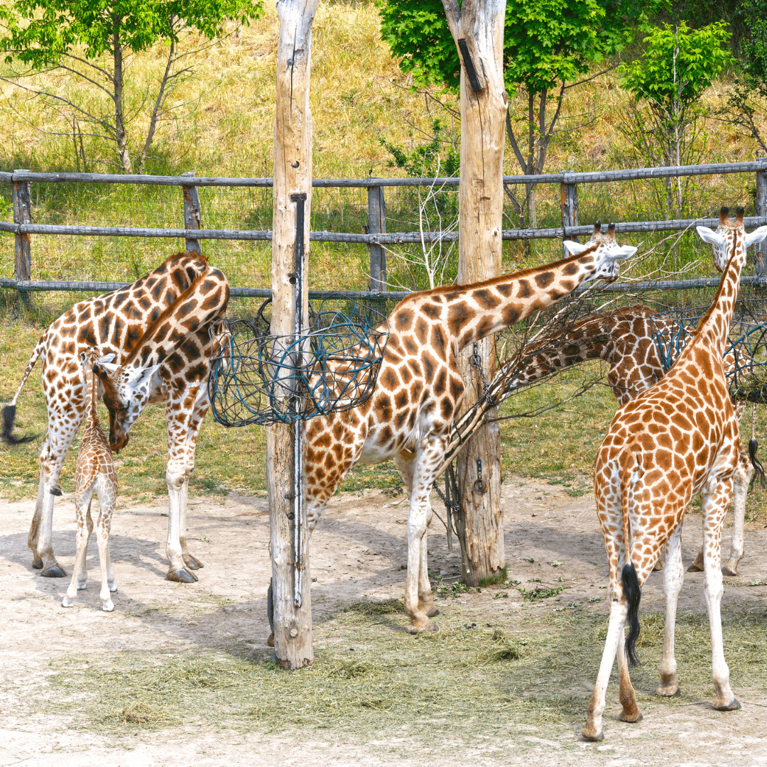 Kenya Tour by Bestinaiton Holidays
