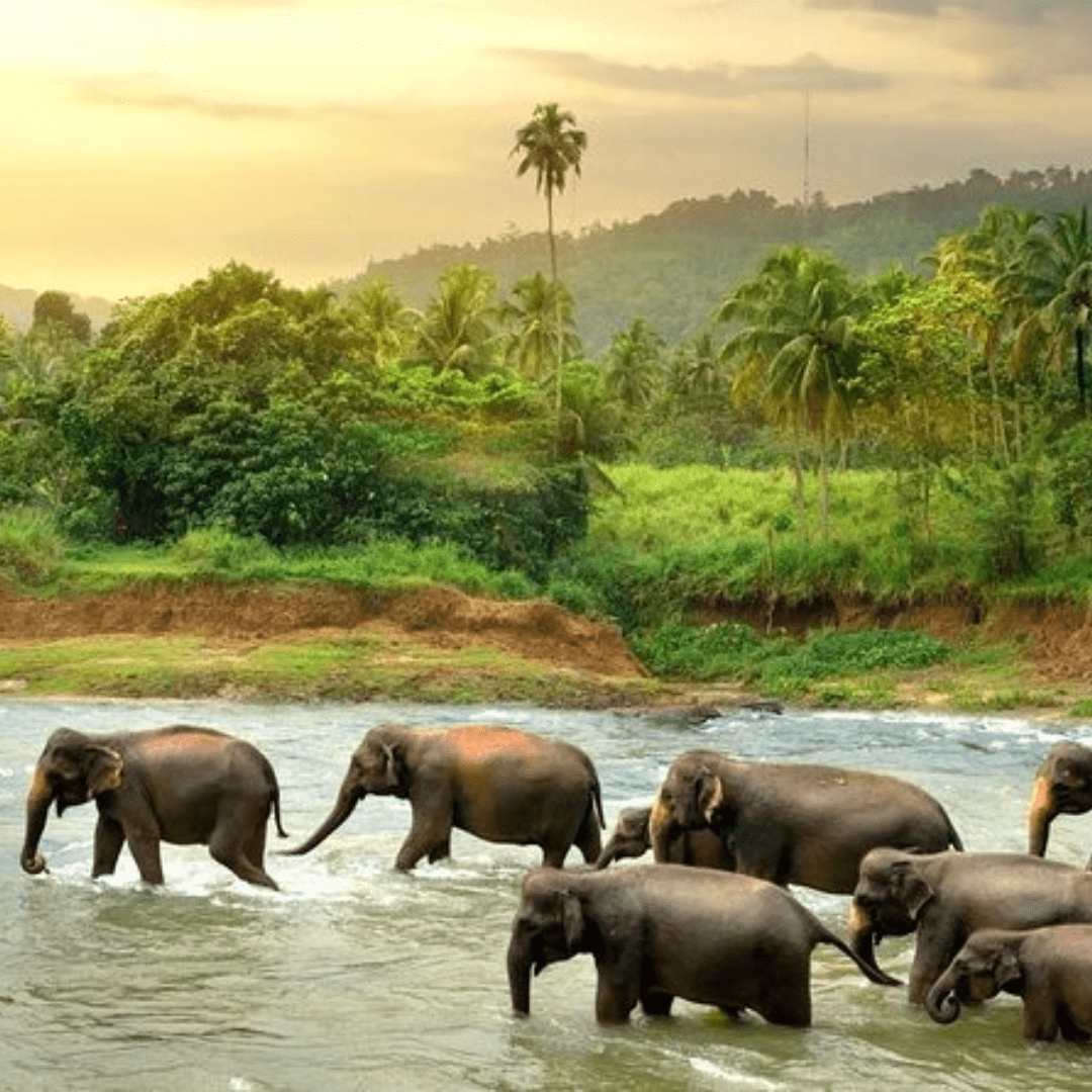 Sri Lanka Tour by Bestination Holidays