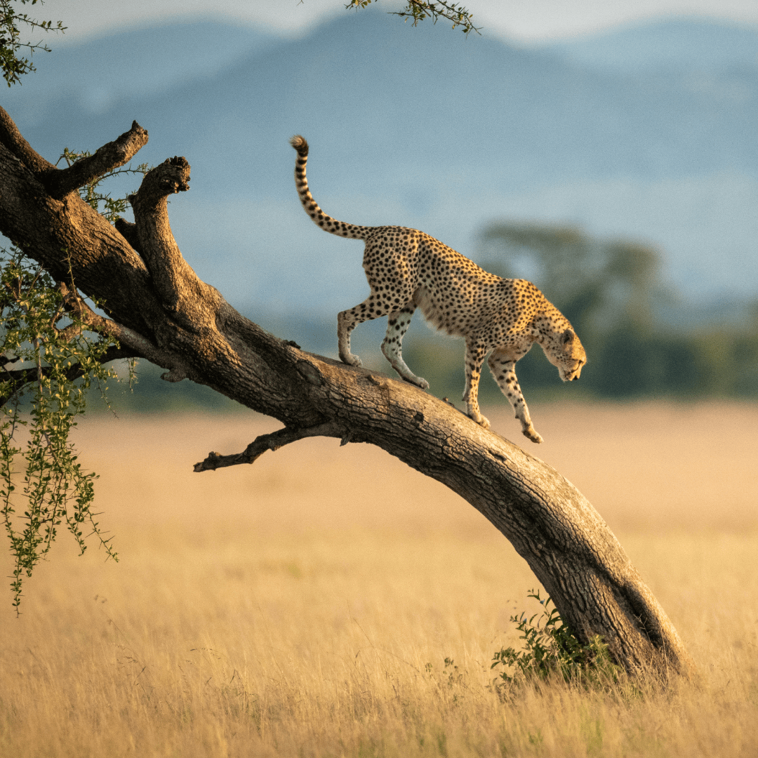 Tanzania Visa by Bestination Holidays