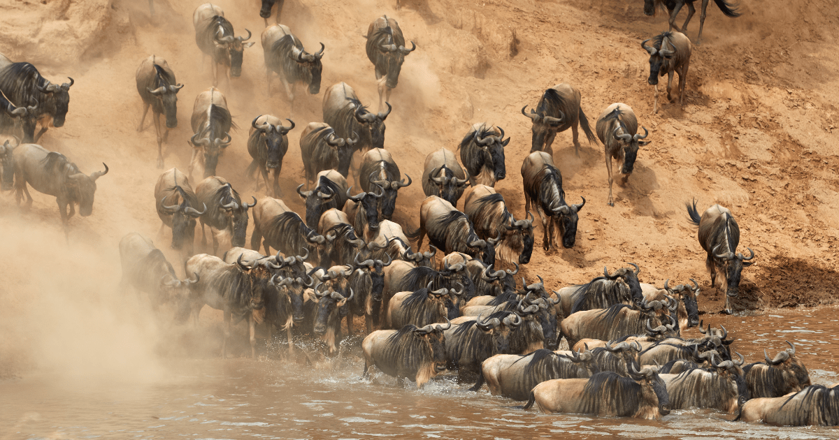 The Great Migration Tour by Bestination Holidays