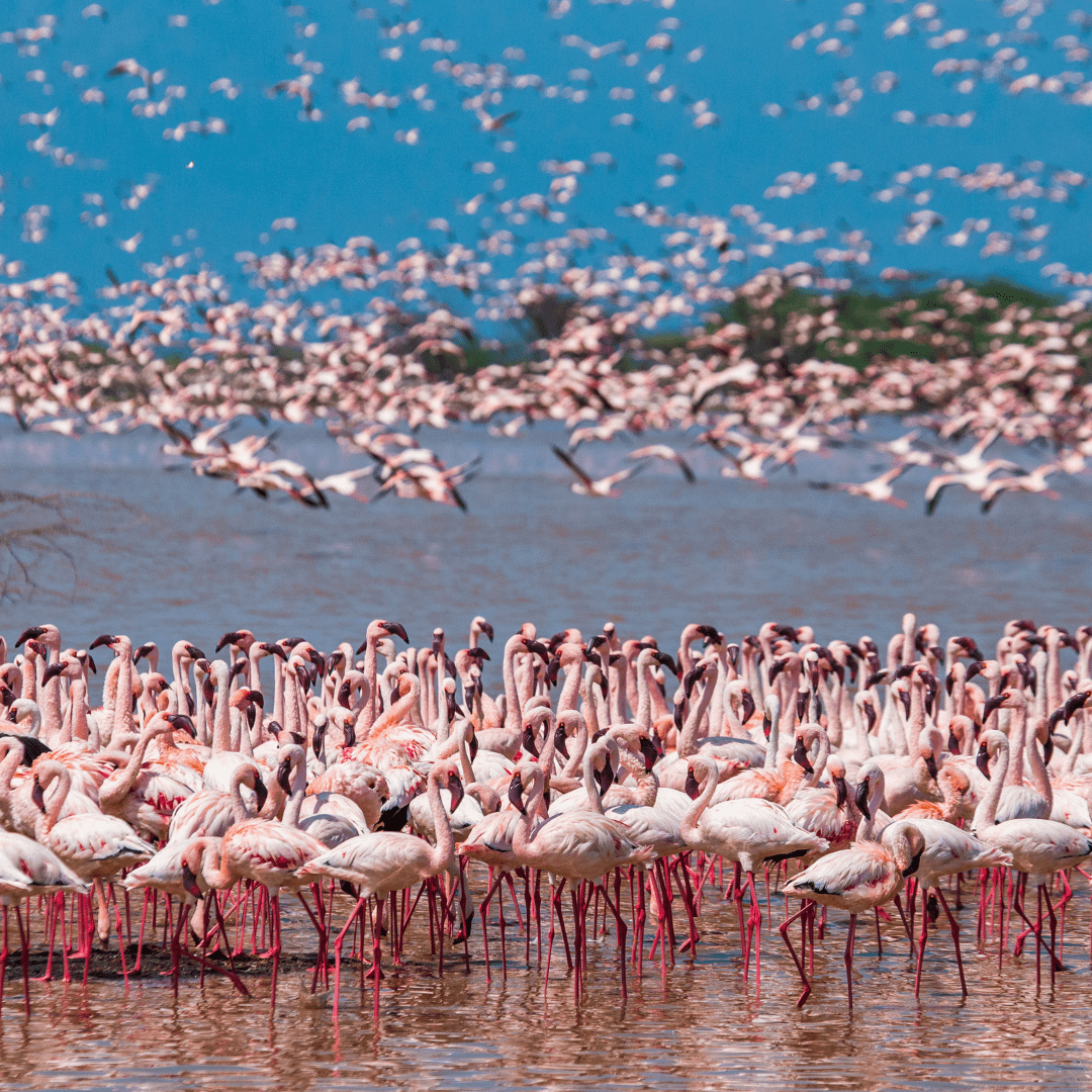 The Great Migration Tour by Bestination Holidays