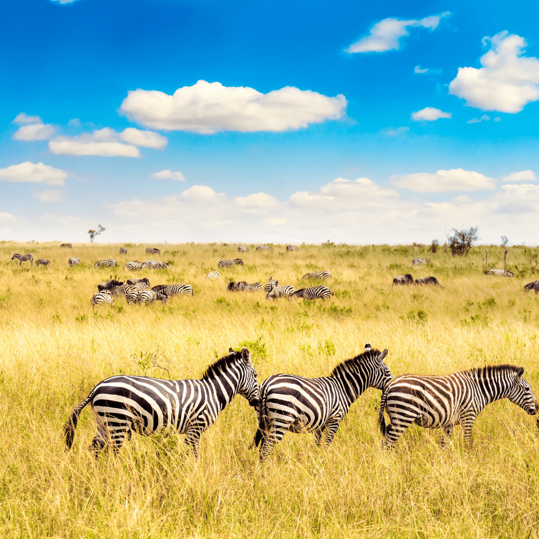 The Great Migration Tour by Bestination Holidays