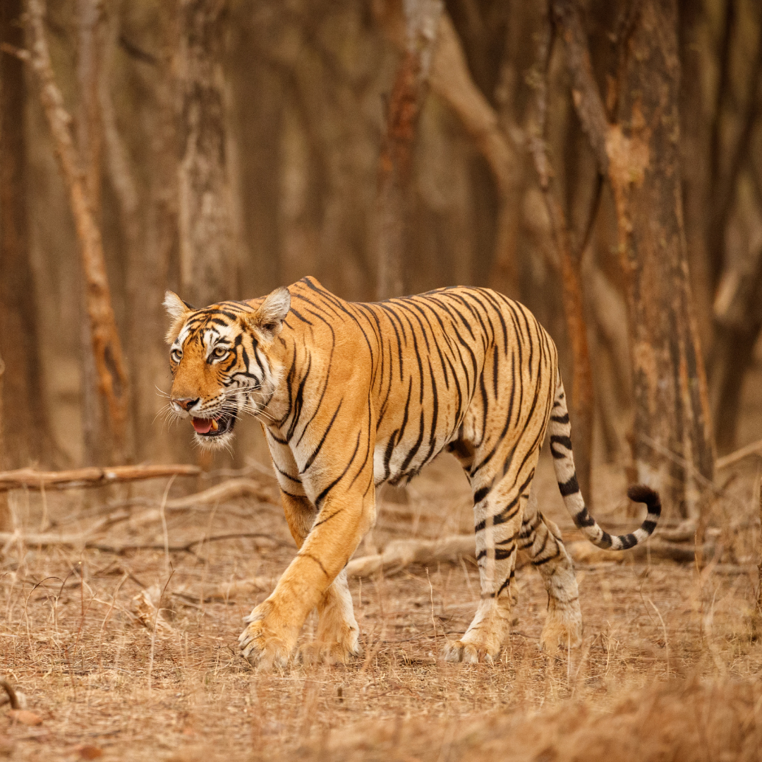 High Altitude Zoo | Bestination Holidays | Best Tour Operator Kochi | Best Tour Operator Kerala | Best Tour Operators Kerala | Best Tour Operators Kochi