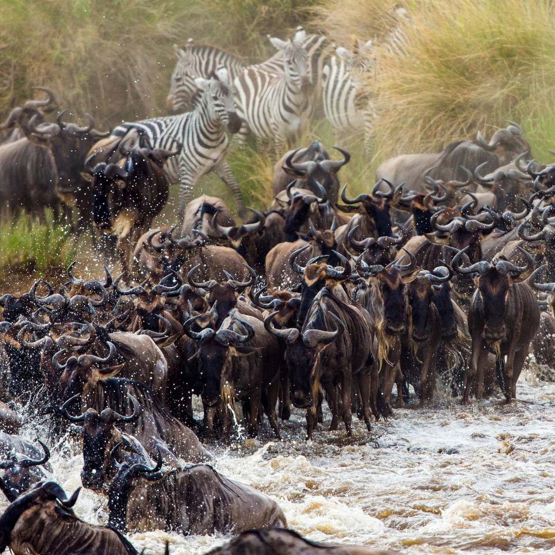 Kenyan Safari with Mt Kilimanjaro | Bestinaiton Holidays